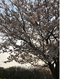 『ココファン海老名ブログ㉛【桜の時】』