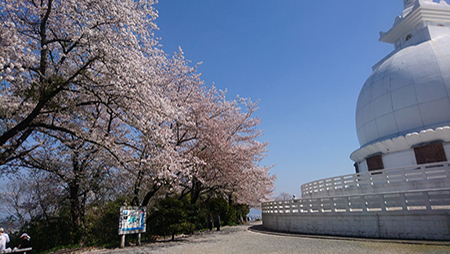 桜が満開です♪【ココファン新町】