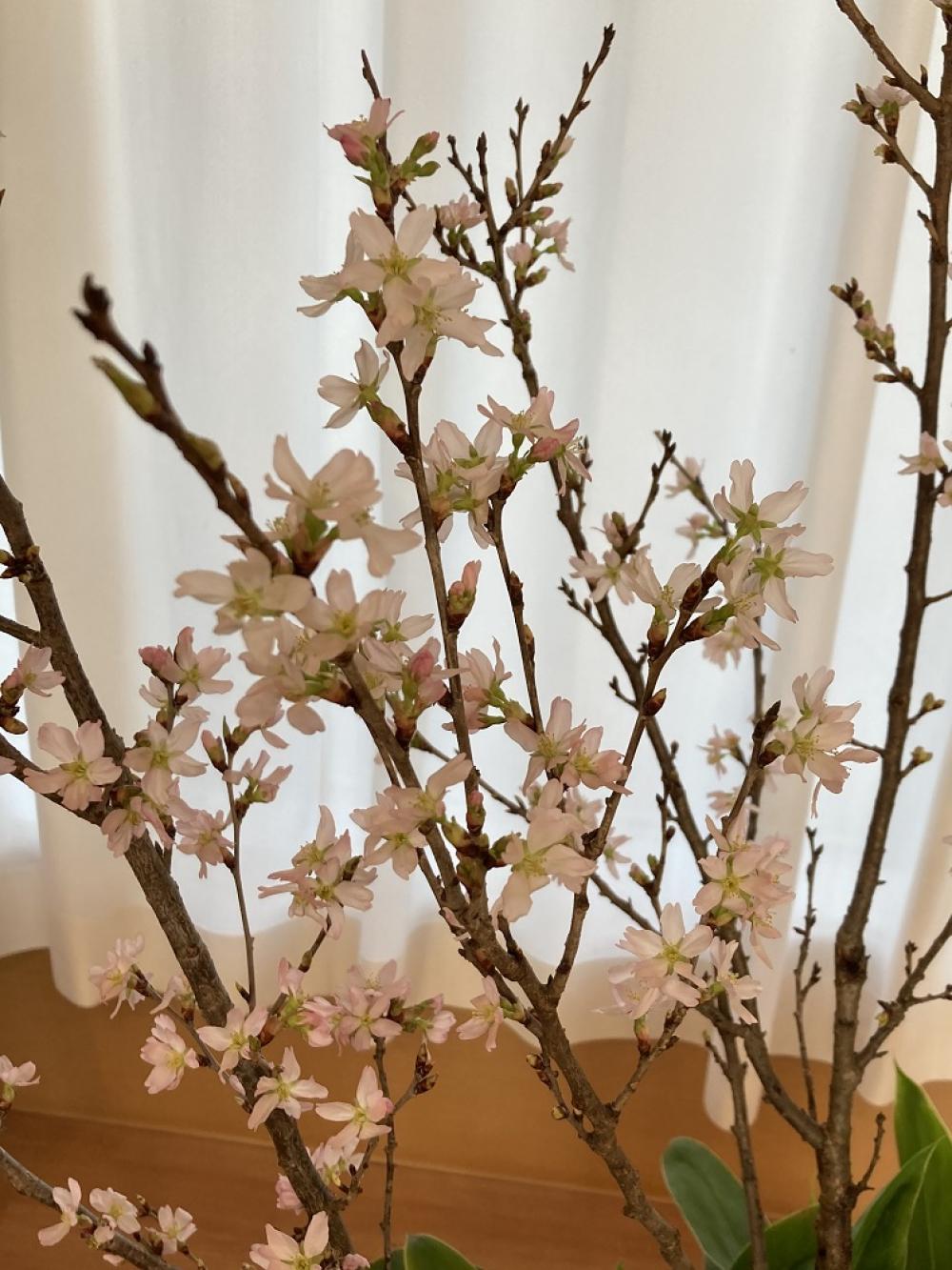 【八尾】事業所内の桜が満開です！