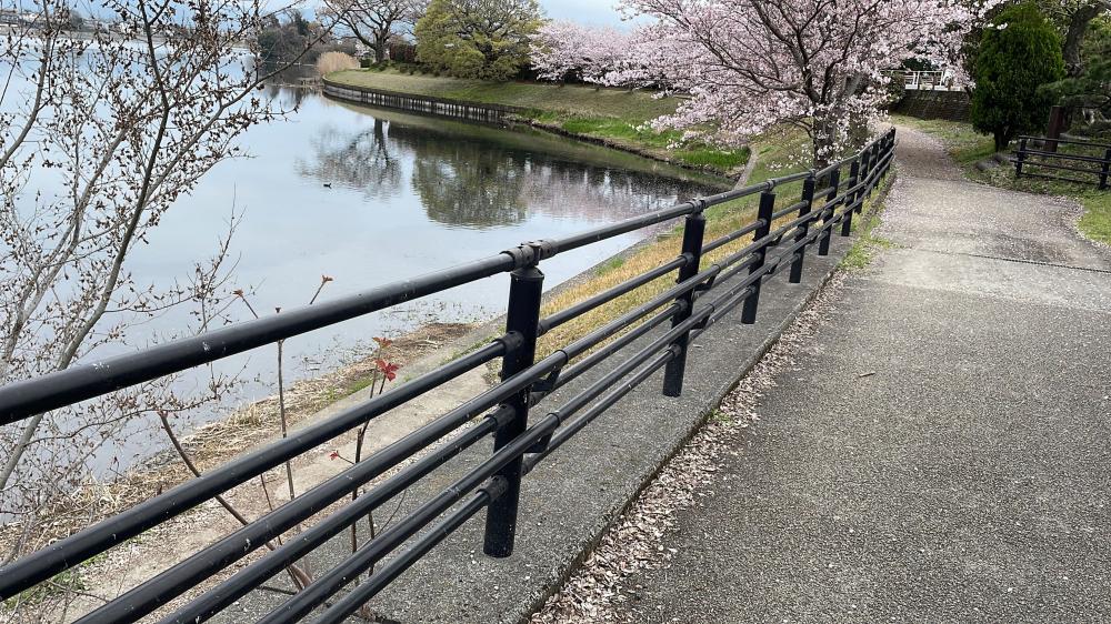 【ココファン水前寺公園】～熊本の桜風景🌸～