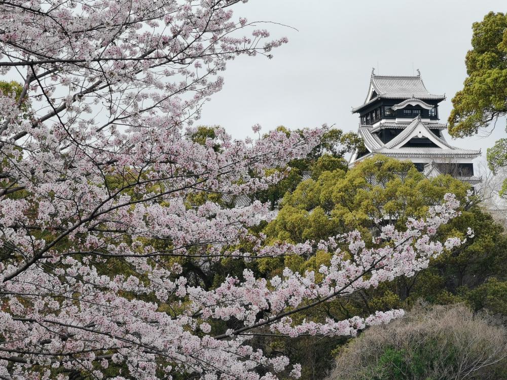 【ココファン水前寺公園】～熊本の桜風景🌸～