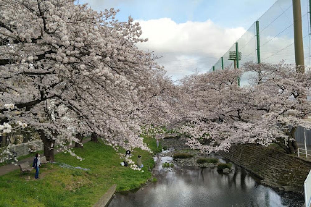 【ココファン立川】❀近くの桜❀
