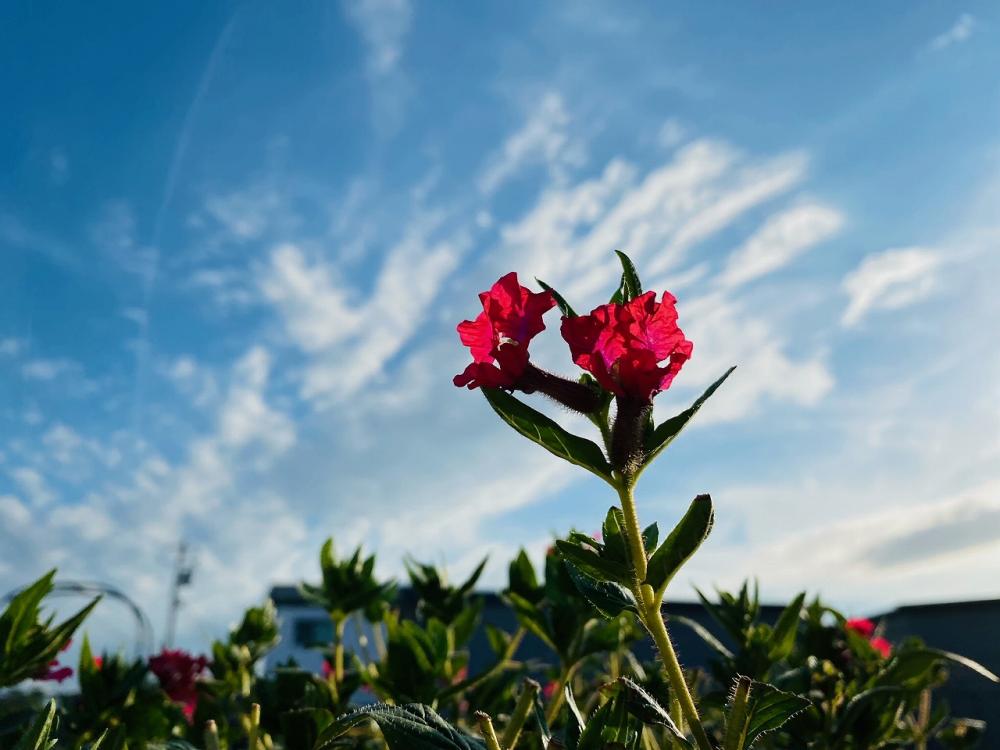 【新潟ガーデン亀田】ファーム＆ガーデン付きサ高住！咲き誇る200種類の花々！