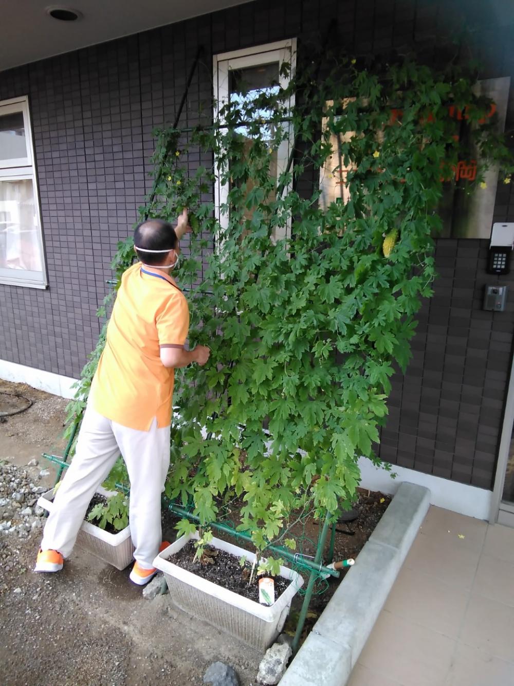 【ココファン東静岡】ゴーヤが収穫できそうです！