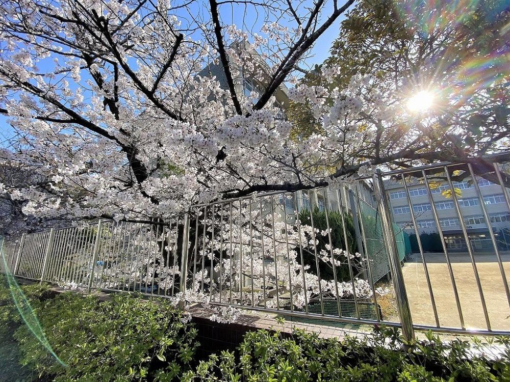 【文の里】桜のある風景