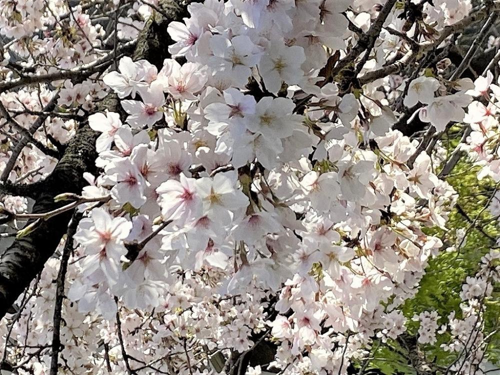 【文の里】桜のある風景