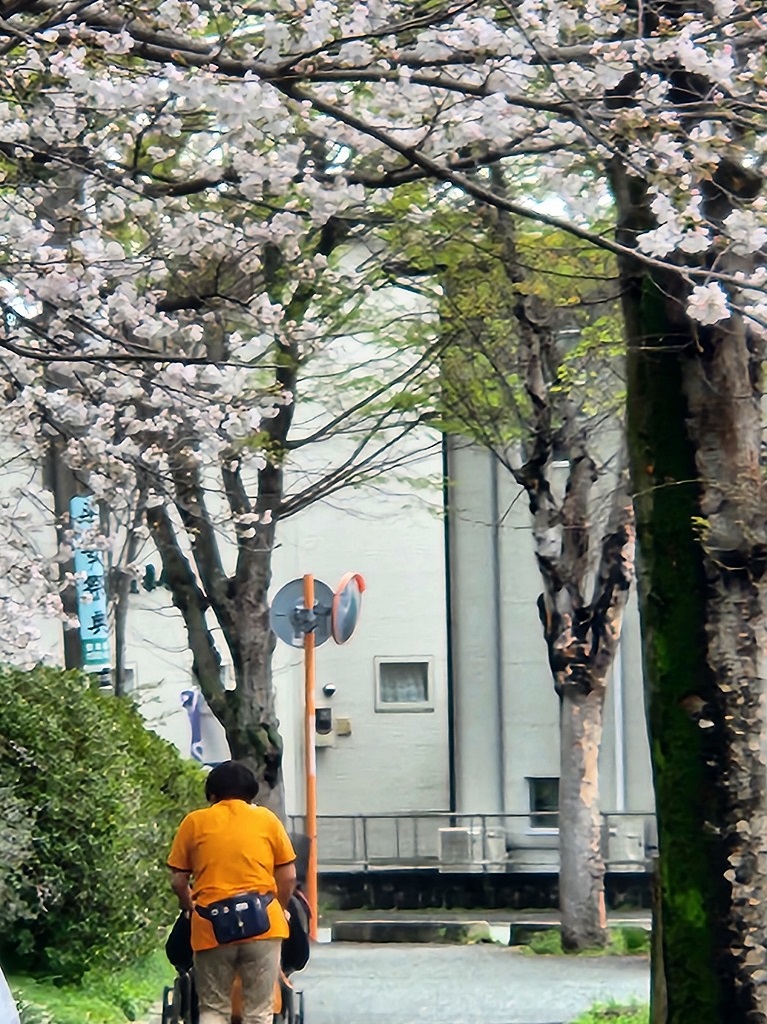 【小峯】　名物！🌸部屋から見える桜の景色🌸