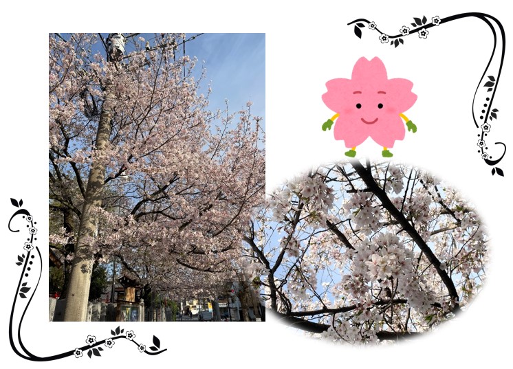 【藤崎の杜】～🌸桜🌸～