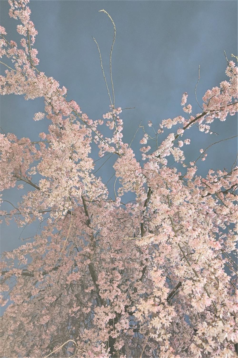 【立川】🌸桜🌸