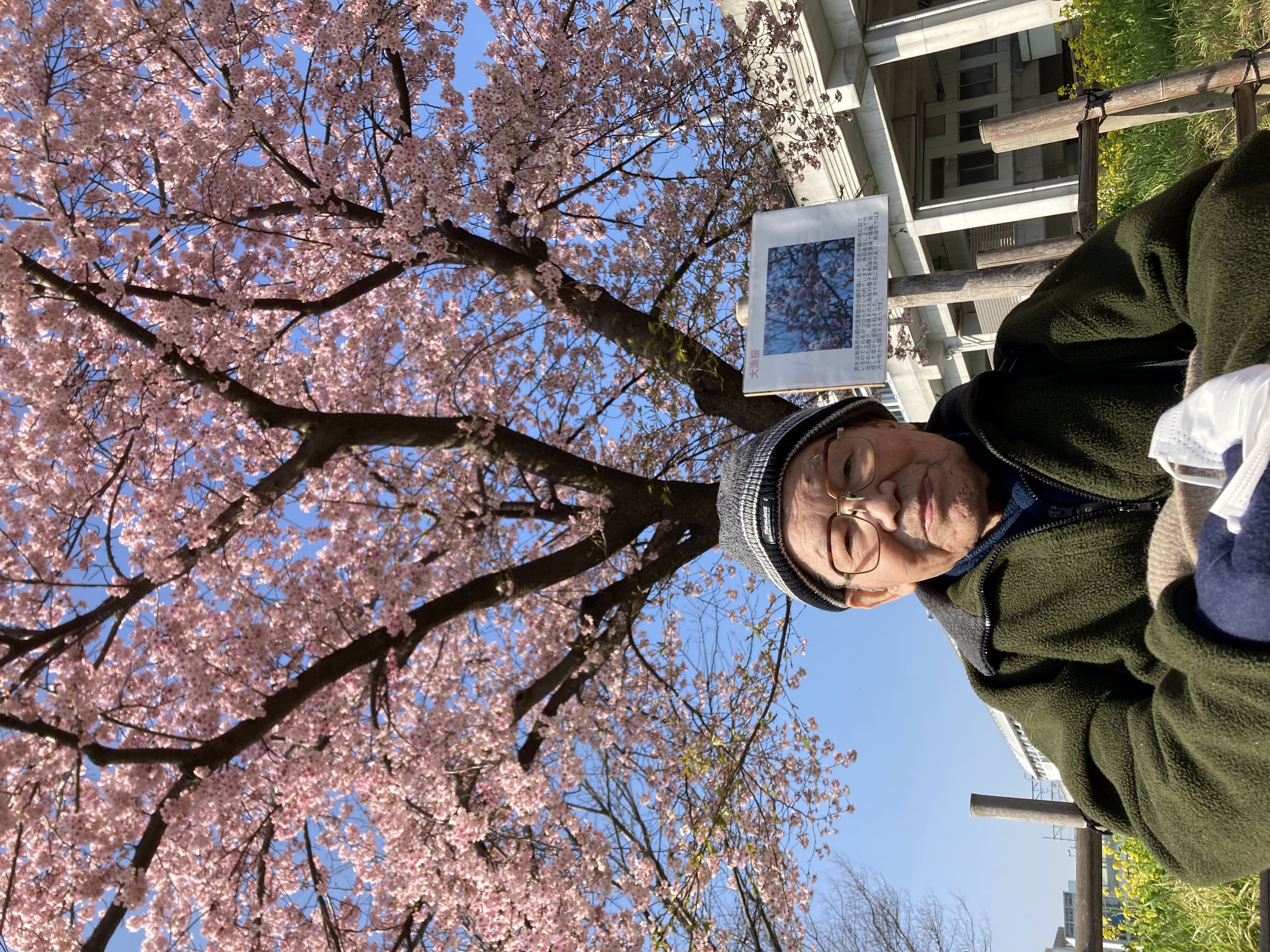 【横浜川和】🌻桜と菜の花畑🌻