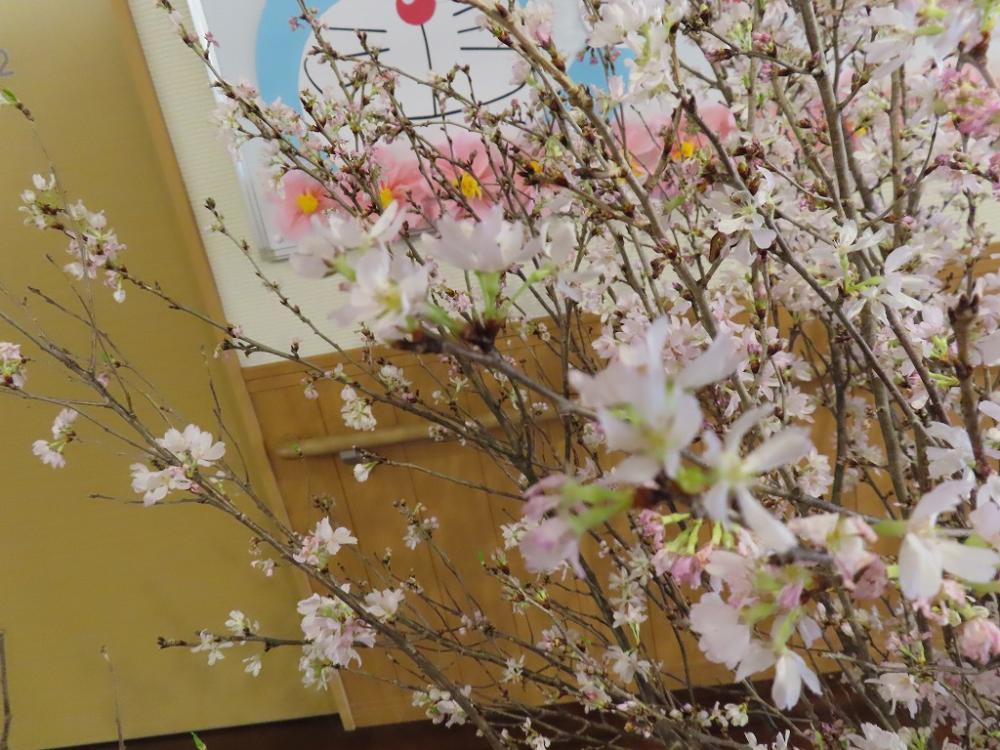 【城東】彼岸桜が届きました