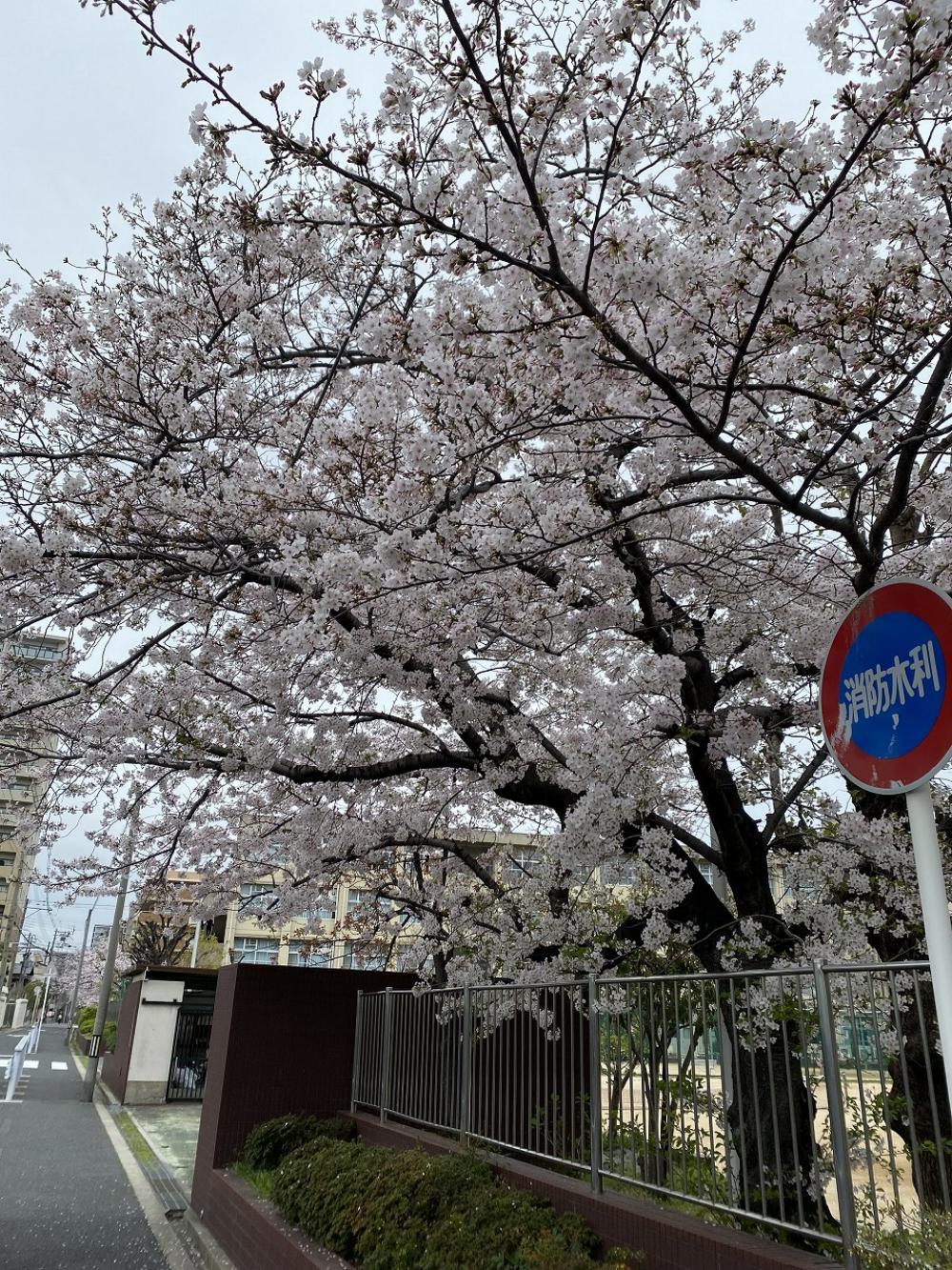 【文の里】ご近所の桜のご紹介🌸
