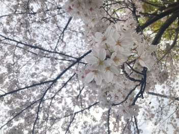 【四谷】桜のご紹介🌸－スタッフの観光編－