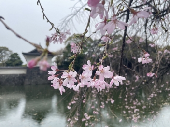 【四谷】桜のご紹介🌸－スタッフの観光編－