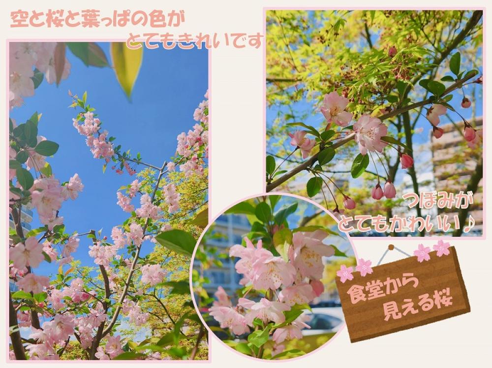 【西院】西院の桜をご覧ください🌸🌸🌸